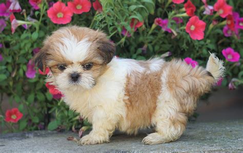 shih tzu puppies for sale